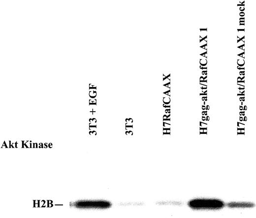 Fig. 2. Abundant kinase activity of akt is conferred to H7 cells by gag-akt, but not RafCAAX expression. / Lysates of NIH 3T3 cells, treated or not with EGF, and lysates of H7RafCAAX cells or H7gag-akt/RafCAAX cells, both taken from their normal growth medium, were immunoprecipitated with akt antibody or control antibody (mock), and kinase assays were performed.