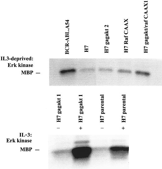 Fig. 3. Abundant kinase activity of erk observed in cells with p210BCR-ABL or RafCAAX is independent of the presence of IL-3, whereas erk activity is induced in other cells by IL-3. / Lysates of the cells noted, taken either from IL-3–deprived or IL-3–stimulated cultures as noted, were immunoprecipitated with erk antibody, and the precipitate was subjected to immune complex kinase assay with MBP.