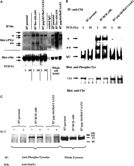 Fig. 4. Absence of confounding cross-talk signaling in cells transformed by gag-akt/RafCAAX. / (A) Cell lysates derived from IL-3–deprived H7 parental cells, from H7 BCR-ABL.A54 cells in the absence of IL-3, and H7gag-akt/RafCAAX cells, also in the absence of IL-3, were subjected to SDS-PAGE and antiphosphotyrosine immunoblotting (right panel indicates whole-cell lysate) or, additionally, aliquots of lysates were subjected to immunoprecipitation with anti-Shc and then processed for SDS-PAGE and antiphosphotyrosine immunoblotting (left side). Afterward, the blot was stripped and reprobed with anti-Shc. Asterisk (*) indicates putative SHIP band, whereas (**) indicates Shc. (B) Aliquots of the aforementioned cell lysates derived after IL-3 starvation in the presence of 1% FCS or 10% FCS were immunoprecipitated with anti-Cbl, then immunoblotted with antiphosphotyrosine. Top arrow (*) demonstrates pp120 cbl; bottom arrow (**) demonstrates putative ppShc. Next, the blot was stripped and then reprobed with anti-Cbl. (C) The aforementioned cell lines were starved of IL-3 or had IL-3 (WEHI-3 CM) added for 1 hour, and then cell lysates were made and were either used as whole-cell extracts (right panel) or were immunoprecipitated with antiphosphotyrosine. The precipitates and the whole-cell lysates were subjected to SDS-PAGE and immunoblotting for Stat5α. There was no increase by IL-3 treatment of tyrosine-phosphorylated Stat5α in cells with p210BCR-ABL. In H7gag-akt/RafCAAX1 cells, tyrosine phosphorylation of Stat5 was seen at this time point (60 minutes). For H7 parental cells, a shorter time course (5-30 minutes) of IL-3 treatment (not shown) revealed tyrosine phosphorylation of Stat5α.