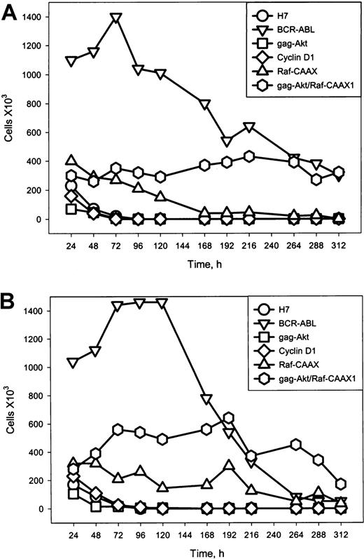 Fig. 5. Growth characteristics of cells expressing gag-akt, RafCAAX, or both, versus the parental H7 cells and versus BCR-ABL.A54 cells. / p210BCR-ABL confers rapid growth of H7 cells in the absence of IL-3, and in medium supplemented with low serum (1% FCS; A top) and in 10% FCS (B; bottom), whereas the combination of gag-akt/RafCAAX, but neither gag-akt nor RafCAAX alone, allows for slower but continuous cell growth. Cells were washed with phosphate-buffered saline and plated at 1 × 106 viable cells/mL, and viability counting (trypan blue) was performed at 24-hour intervals. Note that cells with BCR-ABL rapidly overgrow the supplied medium after reaching plateau viable cell concentrations at 1.5 to 2 × 106 viable cells/mL. These cells subsequently die off after overgrowth. Also, cell lines other than those expressing RafCAAX or coexpressing gag-akt/RafCAAX die off. Slow, continuous cell growth is observed in H7gag-akt/RafCAAX1 in the presence of 10% FCS (B), but viability of these cells is maintained at a stable level in 1% FCS (A). H7RafCAAX cells maintain viability for a prolonged period, but are not capable of proliferation.