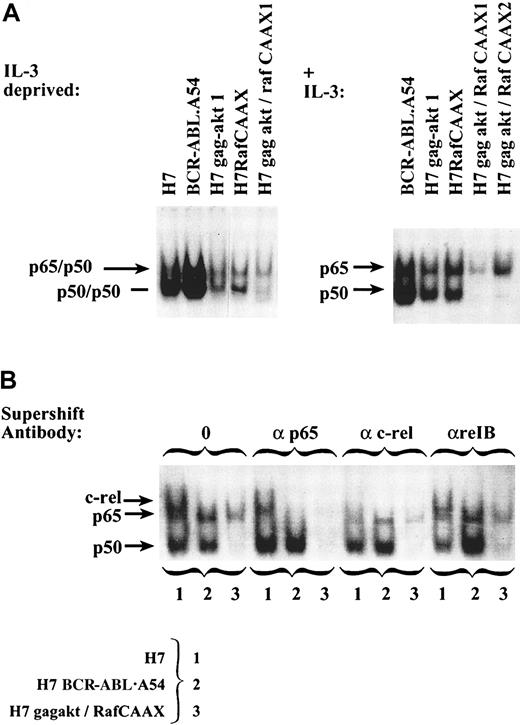 Fig. 7. Comparison of the composition of NFκB DNA-binding activity present in IL-3–dependent parental H7 cells versus derivative cell lines with p210Bcr-Abl, gag-akt, RafCAAX, or both gag-akt/RafCAAX demonstrates unique presence of c-rel in IL-3–dependent H7 cells. / (A) On the left, extracts were made from cells deprived of IL-3 and then these extracts were placed into a gel mobility shift experiment with an NFκB oligonucleotide probe labeled with 32P-ATP, and then the resulting gel was dried and autoradiographed. On the right, extracts of the cells taken from usual growth medium, including IL-3 only for H7 parental cells, H7gag-akt, and H7RafCAAX cells (no IL-3 was added to BCR-ABL.A54 or H7gag-akt/RafCAAX cells), were subjected to gel mobility shift. Arrows on left note the mobility of complexes composed of p50 homodimers, heterodimers of p65, or complexes of c-rel. (B) Extracts of cells deprived of IL-3 were placed into a gel mobility shift experiment with NFκB oligonucleotide, and the composition of complexes was established by supershift protocol using antibodies to c-rel, p65, and rel B (negative control). Exclusive appearance of c-rel was noted in H7 parental cell extracts and exclusive appearance of p65 in extracts of H7 BCR-ABL.A54 and H7gag-akt/RafCAAX cells. Supershifted complexes rose to the top of the gel (not pictured). Note that a control gel shift for constitutive complex of CREB (not shown) demonstrated that the H7gag-akt/RafCAAX extract was slightly underloaded.