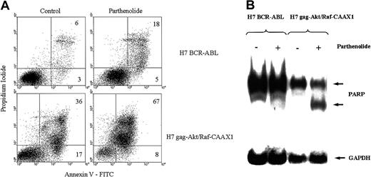 Fig. 8. Parthenolide, a specific NFκB inhibitor, produces apoptosis in H7gag-akt/RafCAAX cells, but is inactive in this regard in the sister cells transformed by p210BCR-ABL. / The aforementioned cells were treated or not with parthenolide, 10 μM, for 24 hours, and then apoptosis was measured by flow cytometric analysis of annexin V binding and propidium iodide uptake (A) or by analysis of PARP cleavage on immunoblot (B). In (A), apoptotic cells are those in the upper right quadrant with dual staining with propidium iodide and annexin V. In (B), the 85-kd degradation product of caspase-cleaved whole PARP (118 kd) is observed after parthenolide treatment of H7gag-akt/RafCAAX.