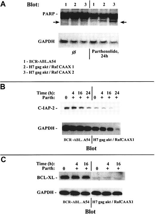 Fig. 10. Multiparameter analysis demonstrates differing effect of NFκB inhibition and resultant c-IAP2 depletion toward induced PARP cleavage as a manifestation of apoptosis within resistant BCR-ABL A54 cells with abundant bcl-xL versus sensitive H7gag-akt/RafCAAX cells with minimal bcl-xL expression. / (A) Lysates were prepared from the noted cell types either without prior treatment or after treatment for 24 hours with parthenolide, and then they were immunoblotted with anti-PARP. Cells transformed by gag-akt/RafCAAX showed induced PARP degradation to generate an 85-kd PARP species, but those transformed by p210BCR-ABL were refractory to this treatment and retained their unmodified 116-kd PARP species intact. (B) Treatment of BCR-ABL.A54 cells and of H7gag-akt/RafCAAX cells with parthenolide was performed, and at various time intervals, lysates were prepared for immunoblotting of c-IAP2 expression. Loss of c-IAP2 expression was noted to have occurred in BCR-ABL.A54 cells by 16 hours (27% reduction by densitometry), and the loss was more extensive at 24 hours (56% reduction). In the case of H7gag-akt/RafCAAX cells, the inhibition of c-IAP2 expression by parthenolide was quite marked at 16 hours (64% reduction) and inhibition was total at 24 hours; in addition, the latter cells yielded lower total protein (controlled for by GAPDH expression), which was devoid of c-IAP2 associated with extensive apoptosis. (C) Lysates prepared from BCR-ABL.A54 cells or H7gag-akt/RafCAAX1 cells either untreated or treated for the indicated periods with parthenolide were immunoblotted for bcl-xL. There was high expression of bcl-xL in BCR-ABL.A54 cells and very little bcl-xL in H7gag-akt/RafCAAX cells. Neither cell type evidenced inhibition of bcl-xL expression by parthenolide treatment.