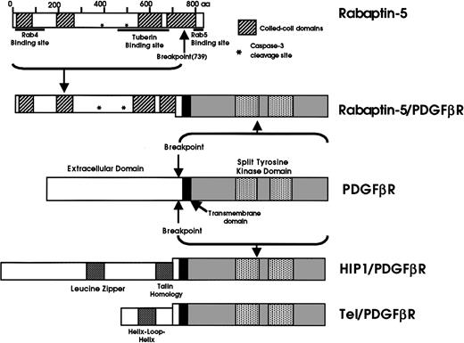 Fig. 5. A schematic showing the novel fusion oncoprotein, Rabaptin-5/PDGFβR. / The important defined functional protein domains and the breakpoints from the 2 involved proteins, Rabaptin-5 and PDGFβR are shown. The previously well-characterized fusion proteins, tel/PDGFβR and HIP1/PDGFβR, are shown for comparison.
