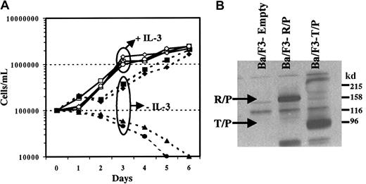 Fig. 6. Rabaptin-5/PDGFβR transforms Ba/F3 cells to growth factor independence. / (A) Ba/F3 cells were infected with bicistronic MSCV retroviral vectors containing eGFP alone (empty virus, circle) or eGFP along with Rabaptin-5/PDGFβR (box), tel/PDGFβR (diamond), or the kinase-inactive mutant of Rabaptin-5/PDGFβR (triangle). After infection, cells were flow sorted for eGFP positivity, expanded, and subsequently incubated in media with (open symbols) or without (closed symbols) IL-3, 1 ng/mL. The data represent the mean of 3 independent cultures. (B) Presence of expressed fusion protein in Ba/F3 cell lines transformed with either Rabaptin-5/PDGFβR (R/P) or tel/PDGFβR (T/P). Membranes were immunoblotted using an anti-PDGFβR (C-terminal) antibody.