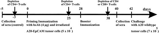 Fig. 4. Immunization scheme of BALB/c mice. / Mice were immunized with 4 μg bsAb BiLu followed by 5 × 104 irradiated A20-EpCAM cells given intraperitoneally 2 hours later. Then, after 4 weeks an identical booster immunization was performed, and finally mice were intraperitoneally challenged another 2 weeks later with 7 × 105 A20 wild-type cells. The role of the T cells was investigated by antibody-induced depletion of CD4+ or CD8+ T cells with 400 to 750 μg CD4.2 antibody and 500 μg CD8.2 antibody, respectively, at indicated time points. From all mice blood samples were collected before any treatment (control sera) as well as 2 days before tumor challenge.