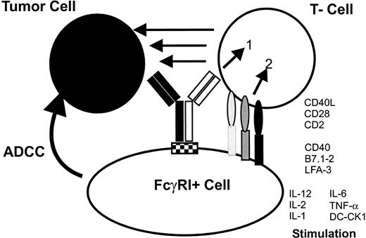 Fig. 10. The postulated tri-cell complex model suggesting interactions that led to the induction of tumor immunity and improved tumor cell destruction by intact bsAb. / The use of mouse IgG2a × rat IgG2b intact bsAb leads to the simultaneous recruitment of tumor cells, T cells, and Fcγ-receptor+ accessory cells. The formation of this complex induces the activation of different classes of effector cells, resulting in excellent antitumor activity. The stimulation of accessory cells is demonstrated by the production of cytokines such as IL-1, IL-6, IL-12, and the DC-specific cytokine DC-CK1.5Activated accessory cells, particularly professional antigen-presenting cells such as DCs or activated macrophages mediate costimulatory signals, eg, via CD40-CD40L to T cells that are necessary to prevent T-cell anergy. Furthermore, tumor material is phagocytosed,14 processed, and presented by professional antigen-presenting cells after activation by bsAb—an important prerequisite for the induction of antitumor immunity. The tri-cell complex is only a model and should not implicate a 1:1:1 ratio of the 3 involved cell types.