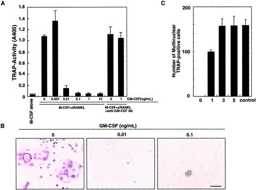 Fig. 1. Inhibition of osteoclastogenesis by GM-CSF. / The c-Fms+RANK− cells were cultured in the presence of M-CSF and sRANKL with or without GM-CSF. After 6 days of cultivation, cells were subjected to a TRAP activity assay (A) and TRAP staining (B). The inhibitory effect of GM-CSF on osteoclast differentiation was dose dependent and abolished by addition of neutralizing antibody against GM-CSF (A). In the absence of GM-CSF, multinuclear TRAP-positive cells were formed (B). Only mononuclear TRAP-positive cells and TRAP-negative cells were observed in the presence of 0.01 ng/mL GM-CSF, and cell clusters that were TRAP-negative were detected in the presence of 0.1 ng/mL GM-CSF (B). Bar = 25 μm. (C) The c-Fms+RANK− cells were cultured in the presence of M-CSF and sRANKL, and 1 ng/mL GM-CSF was added to the culture on days 0, 1, 3, and 5. Inhibition of osteoclastogenesis was observed only when GM-CSF was added on days 0 and 1. Control = no addition of GM-CSF.