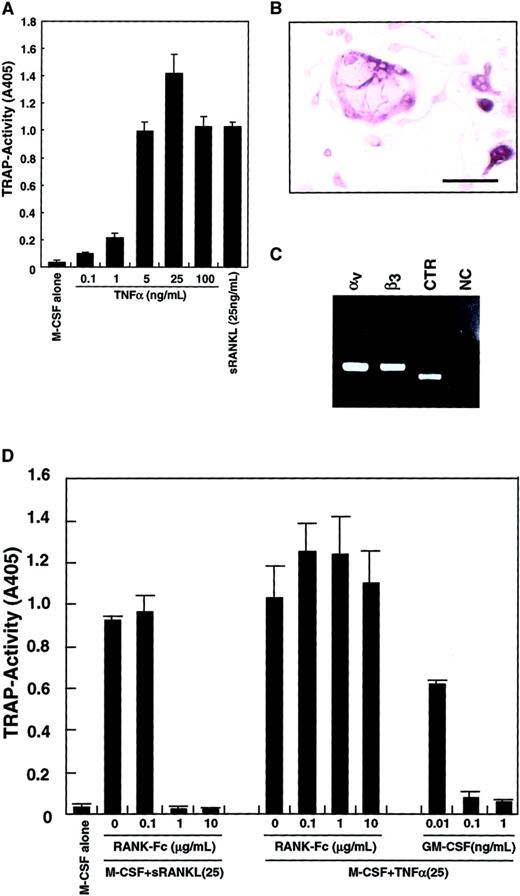 Fig. 3. Inhibition of TNF-α–induced osteoclastogenesis by GM-CSF. / The c-Fms+RANK− cells were cultured in the presence of 100 ng/mL M-CSF with various concentrations of TNF-α or 25 ng/mL sRANKL. After 6 days of culture, cells were subjected to a TRAP activity assay (A) or TRAP staining (bar = 25 μm) (B). Osteoclastogenesis reached a plateau at 25 ng/mL TNF-α (A), and multinuclear TRAP-positive cells were also formed (B). Expression of vitronectin receptors (integrin αv and β3) or a CTR were detected by RT-PCR in cells cultured with M-CSF and TNF-α for 6 days (C). NC indicates no template control. Osteoclast differentiation was induced by 2 cytokine combinations: M-CSF and sRANKL and, also, M-CSF and TNF-α. Differentiation induced by the former was completely inhibited by the addition of RANK−Fc in a dose-dependent manner, but differentiation induced by the latter was not. By contrast, GM-CSF inhibited both in a dose-dependent manner (D).