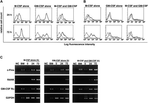 Fig. 4. RANK and c-Fms expression is induced in the presence of GM-CSF. / The c-Fms+RANK− cells were cultured in the presence of 100 ng/mL M-CSF or 50 ng/mL GM-CSF alone or both for 24 and 72 hours, and the expression of c-Fms (A) and RANK (B) was examined by FACS. The expression of c-Fms, RANK, and GM-CSF receptor (C) was analyzed by RT-PCR. Expression of c-Fms and RANK was observed in the presence of GM-CSF alone or GM-CSF and M-CSF, and the expression of GM-CSF receptor α chain (GM-CSF Rα) was detected in the presence of M-CSF or M-CSF and GM-CSF. NC indicates no template control.