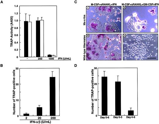 Fig. 6. Induction of c-Fos can rescue the osteoclastogenesis failure by GM-CSF. / (A) The c-Kit+c-Fms+RANK− cells prepared from wild-type littermates (■) or Mx–c-fos mice (▪) were cultured in the presence of 100 ng/mL M-CSF and 25 ng/mL sRANKL with (200 or 1000 U/mL) or without IFN-α/β for 6 days, and a TRAP activity assay was performed. Osteoclastogenesis was strongly inhibited by 1000 U/mL IFN-α/β in both Mx–c-fos and wild-type littermates. (B) The c-Kit+c-Fms+RANK− cells prepared from Mx–c-fos mice were cultured in the presence of 100 ng/mL M-CSF, 25 ng/mL sRANKL, and 1 ng/mL GM-CSF with IFN-α/β (2, 20, or 200 U/mL) for 6 days, and a TRAP staining was performed. The formation of TRAP-positive cells was observed in a dose-dependent manner. (C) Osteoclast differentiation was not affected by addition of 200 U/mL IFN-α/β in both wild-type littermates and Mx–c-fos mice, and multinuclear TRAP-positive cells were observed in the absence of GM-CSF (i,iii). The multinuclear TRAP-positive cells were formed when c-Fos was induced by the addition of IFN-α/β in Mx–c-fos mice in the presence of GM-CSF (ii), while no TRAP-positive cells were detected in wild-type littermates (iv). Bar = 100 μm. (D) The c-Kit+c-Fms+RANK− cells were cultured in the presence of M-CSF, sRANKL, and GM-CSF. IFN-α/β was present over the culture period (days 0-6), during the first 3 days (days 0-3), and the last 3 days (day 4-6). After 6 days of culture, the number of TRAP-positive cells were counted. The early expression of c-Fos is more effective than that of late expression in the rescue of osteoclastogenesis.