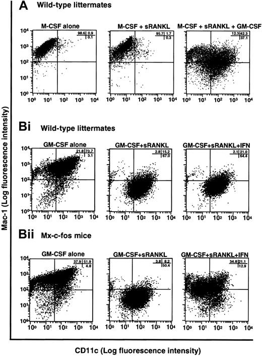 Fig. 8. Induction of dendritic cell differentiation in the presence of GM-CSF and its inhibition by c-Fos expression. / (A) The c-Kit+c-Fms+RANK− cells were cultured in liquid medium containing M-CSF alone; or M-CSF, sRANKL, and GM-CSF; or 1.2% methylcellulose medium containing M-CSF and sRANKL for 6 days, and the expression of CD11c and Mac-1 was examined by FACS. Expression of CD11c was induced by addition of GM-CSF. (B) The c-Kit+c-Fms+RANK−cells were prepared from wild-type littermates (i) and Mx–c-fos mice (ii) and cultured in the presence of GM-CSF alone; GM-CSF and sRANKL; and GM-CSF, sRANKL, and IFN-α/β. After 6 days of cultivation, cells were harvested and stained with CD11c and Mac-1. The CD11c+Mac-1+ cells were induced by GM-CSF, and the CD11c+Mac-1− cells appeared in the presence of GM-CSF and sRANKL in both wild-type littermates and Mx–c-fos mice. However, the expression of CD11c was reduced by induction of c-Fos in Mx–c-fos mice.