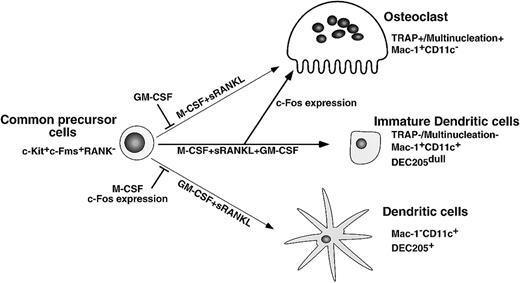 Fig. 9. Differentiation and lineage bifurcation model between osteoclasts and dendritic cells from common precursor cells (c-Kit+c-Fms+RANK− cells). / The differentiation of osteoclasts is inhibited by GM-CSF through reduction of c-Fos expression. By contrast, dendritic cell maturation induced by GM-CSF and sRANKL is inhibited by expression of c-Fos or M-CSF.