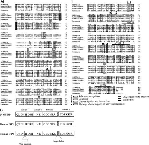 Fig. 1. Alignment of the putative plasmodial sequence with the sequences for human IRPs. / (A) Sequence comparison of PfIRPa with human IRP1 and IRP2. On the basis of the comparison with the mitochondrial porcine aconitase,30 the critical residues for substrate recognition, catalysis, cluster ligation and interaction, and hydrogen bond support are shown. The alignment was performed using the program ClustalW (Baylor College of Medicine, Houston, TX). (B) Schematic comparison of PfIRPa with human IRP1 and IRP2. Active site residues that are shared among the IRPs are shown within each domain.32 Active site residues that differ are shown in bold type. The alignment and sequence conservation is high among the 3 proteins.