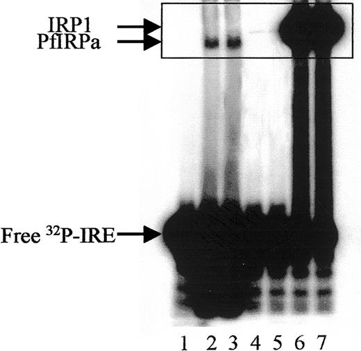 Fig. 2. Gel-retardation assay of PfIRPa-mammalian IRE complexes. / Hemoglobin-free lysates from P falciparum–parasitized erythrocytes were incubated with radiolabeled mammalian consensus32P-IRE and were resolved on 8% nondenaturing polyacrylamide gel. Lane 1, consensus IRE alone (1.0 pmol/lane); 2 and 3, 5 μg P falciparum lysate protein plus IRE; 4 and 5, 5 μg lysate protein from hemoglobin-depleted uninfected erythrocytes, 6 and 7, 5 μg lysate protein from a human EBV cell line expressing IRP1. Visible traces of IRP1 on lanes 4 and 5 are probably from the reticulocyte precursors of the erythrocytes as judged on similar mobility with the bands on lanes 6 and 7. The boxed area shows the region of the gel that will be shown on the following figures.