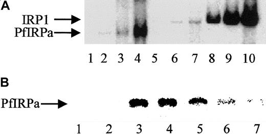 Fig. 3. Gel-retardation assay. / (A) Human IRP1 and PfIRPa bind a mammalian IRE in a concentration-dependent manner. Gel-retardation assays of IRP1- and PfIRPa-mammalian IRE complexes are shown. The conditions are as described in the legend to Figure 2. Increasing amounts of the32P-IRE were incubated with 6 μg protein from P falciparum and the human EBV cell line expressing IRP1. Lane 1, IRE alone; 2-4, PfIRPa-IRE; 5-7, uninfected RBC lysate-IRE; 8-10, IRP1-IRE. Lanes 2, 5, and 8, 0.125 pmol 32P-IRE per lane; lanes 3, 6, and 9, 0.5 pmol 32P-IRE per lane; lanes 4, 7, and 10, 2 pmol 32P-IRE per lane. (B) Cold IRE competes with32P-IRE for the binding to PfIRPa. Lanes 1 and 2, free32P-IRE; 3 and 4, 10 μg lysate protein + 1 pmol32P-IRE; 5, 10 μg lysate protein + (1 pmol32P-IRE + 25 pmol cold IRE); 6, 10 μg lysate protein + (1 pmol 32P-IRE + 50 pmol cold IRE); 7, 10 μg lysate protein +(1 pmol 32P-IRE + 75 pmol cold IRE).
