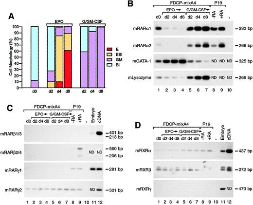 Fig. 1. Down-regulation and up-regulation of RARα expression during erythroid and myelomonocytic differentiation. / (A) Morphological analyses of untreated FDCP-mixA4 cells (d0) and cells treated with EPO or conditioned medium containing G-CSF and GM-CSF for d2, d4, and d8, respectively. The percentage of undifferentiated blasts (Bl), erythroblasts (EBl), myelomonocytic cells of the granulocytic and monocytic lineage (GM) and mature erythrocytes (E) are as indicated. (B) Differential expression of the RARα isoforms during multilineage maturation of A4 cells was examined with RT-PCR analysis. Total RNA was derived from untreated A4 cells (d0) and cells treated for different numbers of days (as indicated) with either myelomonocytic GFs or EPO (the same cell populations as used for morphological evaluation in panel A). P19 embryonal carcinoma cells were treated with 10−6 M RA for 24 hours and used as positive controls for RARα2 induction. Changes in the levels of GATA-1 and lysozyme expression reflect the differentiation status of the cells at the level of lineage-specific gene expression. (C) Expression of RARβ and RARγ isoforms in undifferentiated FDCP-mixA4 and cells differentiated along myelomonocytic and erythroid lineages as in panel A. When indicated, total mouse embryo RNA and/or picogram quantities of complementary DNA (cDNA) were used as positive controls. (D) Expression of RXRα, β, and γ in undifferentiated and maturing A4 cells. Positive controls were as in panel C.