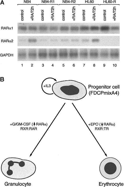 Fig. 4. Induction of RARα2 by RA in RA-responsive, but not RA-resistant, leukemic cell lines. / (A) RT-PCR analysis of RARα1 and α2 expression in NB4 and HL60 cells that are sensitive (lanes 1-2 and 7-8) and resistant (lanes 3-6 and 9-10) to differentiation induction with RA. (B) Schematic diagram illustrating differential and lineage-specific effects of hematopoietic GFs on RARα expression. Given limiting RXR levels and the role of RXR as an obligatory heterodimerization partner for granulopoiesis- and erythropoisis-associated RAR and TR, respectively, the effects of hematopietic GFs on progenitor cell differentiation may, at least in part, be mediated by facilitating the formation of appropriate NR heterodimers.