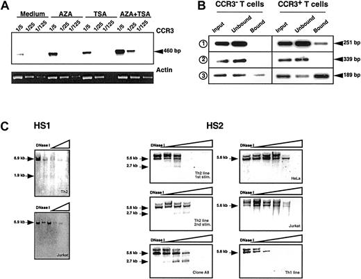 Fig. 2. Increased accessibility of the CCR3 gene in Th2 cells. / (A) AZA and TSA induce CCR3 expression in activated T cells. Purified naive CD4+ T cells were first stimulated with α-CD3 + α-CD28 in the presence of IL-2 and IL-4. After 10 days, the cells were restimulated under the same conditions in the presence of either 5 μM AZA or 16.5 nM TSA or both drugs (AZA + TSA). After 3 days the cells were washed and expanded for 5 days with IL-2. Semiquantitative PCR experiments were performed with cDNA dilutions (1/5, 1/25, and 1/125). The result of CCR3 amplifications was visualized by Southern blot. β-actin amplification was analyzed by ethidium bromide staining of the agarose gel. The increased receptor expression was also detected by cell surface staining (not shown). (B) Two regions of the human CCR3 gene are associated with acetylated H3 histones in Th2 cells. Primers used are described in “Study design.” The first set (1) covers 251 bp of the promoter region from −239 to +13, the second set (2) covers 339 bp of the upstream intronic region from +9284 to +9623, and the third set (3) covers 189 bp of the downstream intronic region from +20 540 to +20 729. Soluble chromatin was immunoprecipitated with an anti–acetyl H3 antibody from CCR3+ and CCR3− T cells. DNA was purified from the different fractions (input, unbound, bound), and equal amounts were amplified by PCR under stringent and nonsaturating conditions (25 cycles). PCR products were visualized by Southern blot by using specific probes generated by PCR. Similar results were obtained in 3 independent experiments. (C) Increased accessibility to DNaseI of CCR3 gene in Th2 cells. Nuclei were purified from 1 to 2.107 cells and digested with increasing concentrations of DNaseI. Genomic DNA was purified, and each fraction was digested by HindIII. The results were visualized by Southern blot. Left panel: DNAseI HS analysis of the CCR3 promoter region in a Th2 line and Jurkat cells. Membranes were hybridized using a 3′ probe (2) of 339 bp (from +9284 to +9623). The 6.9-kbHindIII fragment analyzed and the 1.9-kb HS site are indicated with arrows. Right panel: DNAseI HS analysis of the 3′ intronic region of CCR3. Nuclei were purified from CCR3+(left) and CCR3− (right) cells, and membranes were hybridized using a probe (3) of 796 bp (from +20 540 to +21 336). The 5.678-kb HindIII fragment analyzed and the 2.7-kb HS site are indicated.