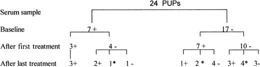 Fig. 1. Detection by PCR of TTV DNA in serum from 24 previously untreated patients (PUPs) with hemophilia. / The baseline samples were obtained just before the first infusion with recombinant concentrates. Serum samples after the first and the last treatments were obtained 3 to 6 months after the corresponding infusion. A plus sign indicates positive results on PCR assay; a negative sign, negative results; and an asterisk, sample not available.
