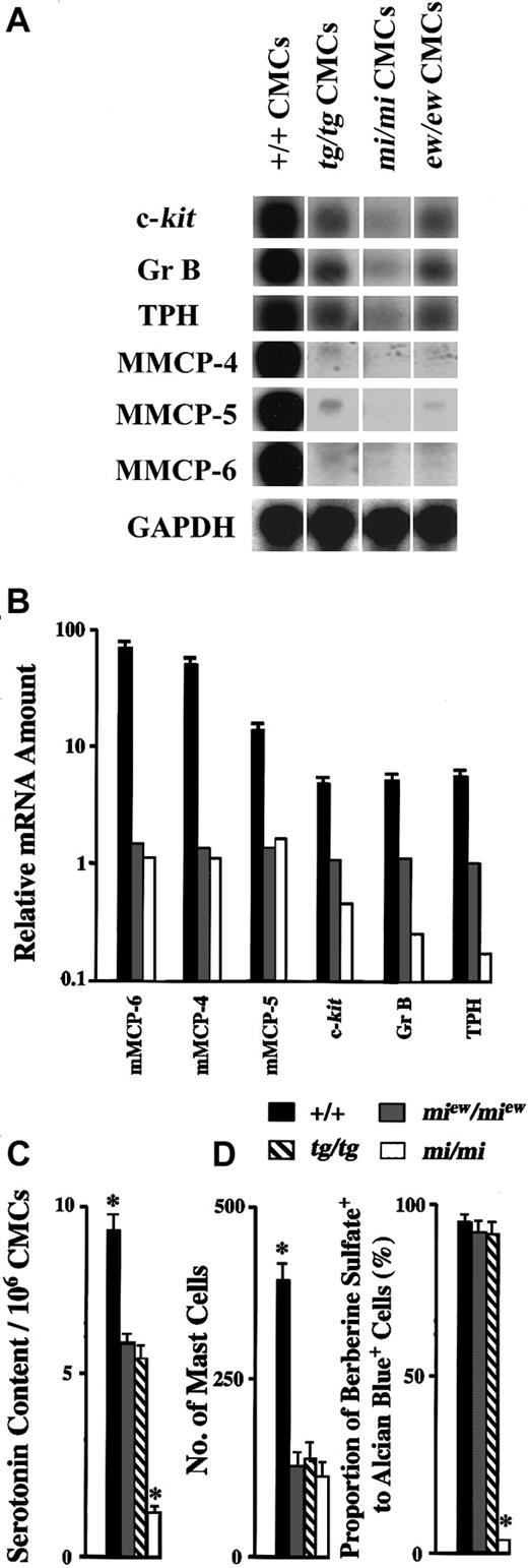 Fig. 1. Comparison of abnormalities of CMCs and skin mast cells of tg/tg, mi/mi, andmiew/miew mice. / (A) Northern blot analysis of RNAs obtained from CMCs of +/+,tg/tg, mi/mi, ormiew/miew genotype. The blot was hybridized with 32P-labeled complementary DNA probe of c-kit, Gr B, TPH, mMCP-4, mMCP-5, mMCP-6, or GAPDH as described previously.11 Twenty micrograms of total RNA was loaded in each lane, and each 32P-labeled complementary DNA was reprobed using the same membrane. A representative experiment is shown. (B) The amount of mMCP-6, mMCP-5, mMCP-4, c-kit, Gr B, and TPH mRNAs was quantified by the densitometry, and the ratio to the mRNA amount of tg/tg CMCs, which was defined as relative mRNA amount, was calculated. The bars represent the mean ± SE of 3 independent experiments. In some cases, the SE was too small to be shown by the bars. (C) The serotonin contents per 106 +/+,tg/tg, mi/mi, andmiew/miew CMCs were measured. The bars represent the mean ± SE of 3 experiments. *P < .05 by t test when compared with the value of tg/tg CMCs. (D) Mast cells were counted, and the number was expressed as mast cells per centimeter of skin. Berberine sulfate–positive mast cells were also counted, and the proportion of berberine sulfate–positive cells to alcian blue–positive cells was calculated. The bars represent the mean ± SE of 5 mice. In some cases, the SE was too small to be shown by the bars. *P< .01 by t test when compared with the value oftg/tg mice.