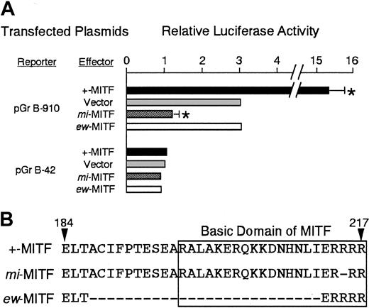 Fig. 2. Function and structure of +-MITF, mi-MITF, and ew-MITF. / (A) The effect of coexpression of +-MITF, mi-MITF, orew-MITF on the luciferase activity under the control of the Gr B promoter. Various reporter and effector constructs were introduced into P815 cells by electroporation. The value of the luciferase activity was divided by the value obtained with the transfection of pGr B-42 alone and was shown as the relative luciferase activity. The bars represent the mean ± SE of 3 independent experiments. In some cases, the SE was too small to be shown by the bars. *P < .01 by t test when compared with the control, in which expression vector containing no insert was cotransfected. (B) Comparison of amino acid sequence among +-MITF, mi-MITF, and ew-MITF. The amino acids are numbered from the initiation codon. Bars in mi-MITF orew-MITF show the deleted amino acids. One of 3 arginines (amino acid 215-217) is deleted in mi-MITF. It is unclear which one has been deleted. Twenty-one amino acids that compose the basic domain are boxed.