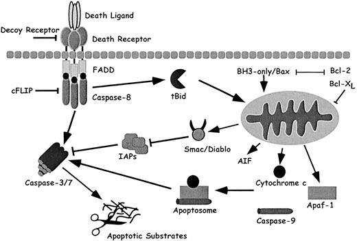 Fig. 1. The cell death machinery. / The death receptor pathway (left) is triggered by members of the death receptor superfamily such as CD95. Binding of CD95-L to its receptor induces trimerization of CD95 and formation of a death-inducing complex. This complex recruits, via the adaptor molecule FADD, multiple procaspase-8 molecules, resulting in caspase-8 activation. Caspase-8 activation can be blocked by recruitment of c-FLIP. The mitochondrial death pathway (right) is controlled by members of the Bcl-2 family, including the proapoptotic Bax and Bid proteins and the antiapoptotic Bcl-2 and Bcl-XL proteins. Death stimuli induce the release of cytochrome c, AIF, Apaf-1, Smac/DIABLO, and possibly other factors from mitochondria. Cytochrome c associates with Apaf-1 and caspase-9 to form the apoptosome. The death receptor and mitochondrial pathways converge at the level of caspase-3 activation. Caspase-3 activation and activity is antagonized by the IAP proteins, which themselves are antagonized by the Smac/DIABLO protein released from mitochondria. Active caspase-3 activates downstream caspases, which results in cleavage of cellular substrates and apoptosis. Crosstalk between the death receptor and mitochondrial pathways is provided by Bid, a proapoptotic Bcl-2 family member. Caspase-8–mediated cleavage of Bid greatly increases its prodeath activity and results in its translocation to mitochondria, where it promotes cytochrome c exit.