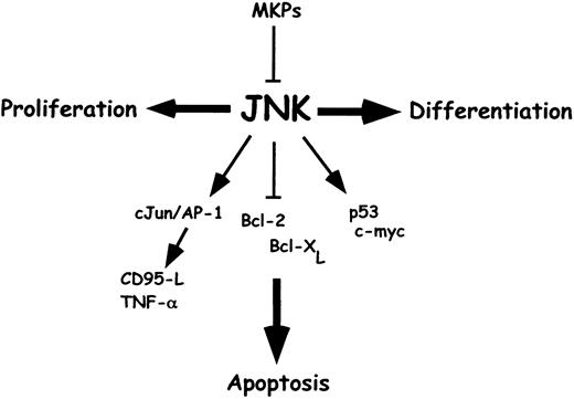 Fig. 2. JNK and cellular stress–induced apoptosis. / JNK signaling has been implicated in proliferation, differentiation, and cellular stress–induced apoptosis. The effects of JNK on cellular apoptosis depend strongly on the cell type and the context of other regulatory influences. JNK signaling can be turned off by dual-specificity MAPK phosphatases. JNK activation results in phosphorylation of AP-1 transcription factor family members such as c-Jun and ATF-2, which then bind to AP-1 binding sites in the promoters of multiple target genes. JNK may contribute to death receptor transcription-dependent apoptotic signaling via c-Jun/AP-1 (leading to promoter induction of CD95-L, TNF-α, and p53) to transcription-independent apoptotic signaling by phosphorylation-dependent posttranslational proapoptotic processes (leading to cytochrome c release, stabilization of p53 protein, inactivation of Bcl-2, Bcl-XL, and activation of c-myc). These mechanisms may function separately or cooperate in induction of apoptosis. JNK signaling in combination with other factors, eg, the suppression of proliferation pathways, may mediate cellular stress–induced apoptosis.