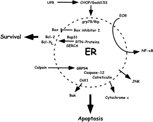 Fig. 3. Endoplasmic reticulum and cellular stress–induced apoptosis. / The endoplasmic reticulum regulates protein synthesis, N-linked glycosylation, trafficking, and intracellular Ca++ levels. Alterations in homeostasis such as induced by cellular stress induce the unfolded protein response and the ER overload response pathways, which may cope with incorrectly folded proteins in the ER but may also contribute to its elimination when abnormalities become too intensive. The unfolded protein response pathway leads to induction of chaperones such as grp78/Bip via the transcription factor CHOP/GADD153. The ER overload response pathway leads to production of cytokines via NF-κB. Several ER membrane proteins interact with Bcl-2 family members, such as the antiapoptotic Bax inhibitor I and Bap31 and the proapoptoticS pombe calnexin chaperone homolog Cnx1, the reticulon proteins (RTN) NSP-C/RTN1-C, and RTN-XS, or the calcium pump SERCA. Calreticulin, an ER luminal protein, promotes the release of cytochrome c from mitochondria, caspase-3 activity, and DNA fragmentation. Stress in the ER also activates JNKs in several cell types. Thus, the ER, via specific components of its luminal environment, may play an important role in the modulation of cell sensitivity to apoptosis.