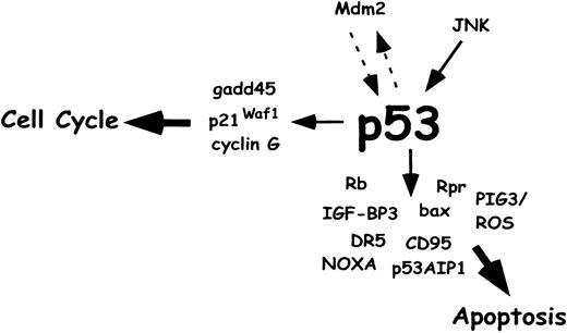 Fig. 4. p53 and cellular stress–induced apoptosis. / Various stress stimuli activate the p53 protein, which promotes cell-cycle arrest to enable DNA repair or apoptosis to eliminate defective cells. A key player in the regulation of p53 is Mdm2, which binds to p53 and inhibits the DNA binding activity as well as the transcription rate of the p53 gene. In a negative feedback loop, p53 binds to the mdm2 gene and stimulates its transcription. Another inhibitor is the Rb protein, which prevents the apoptotic function of p53. p53 induces various target genes, such as the cell-cycle regulators p21Waf1, GADD45, and cyclin G. Proapoptotic p53 target proteins include Bax, CD95, DR5, IGF-BP3, NOXA, p53AIP1, and (in Drosophila) Rpr. ROS production may be mediated by the p53-inducible gene PIG3 and may contribute to cytochrome c release from mitochondria. Taken together, the apoptotic target genes of p53 may need to act in concert by activating parallel apoptotic pathways to mount a full apoptotic response.