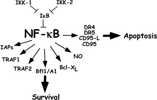 Fig. 5. NF-κB and cellular stress–induced apoptosis. / NF-κB activity is required for the induction of more than 150 genes involved in cell growth, differentiation, development, apoptosis, and adaptive responses to changes in cellular redox balance. NF-κB is bound by IκB, which prevents NF-κB activity. NF-κB target genes with antiapoptotic function include the IAP family, TRAF1 and TRAF2, thought to suppress caspase-8 activation, the prosurvival Bcl-2 homologs Bfl1/A1 and Bcl-XL, and nitrous oxide synthase–inducible genes. The apoptotic signaling of NF-κB may be due to the promoter activation of death receptors and ligands such as CD95, CD95-L, TNF-α, and the TRAIL receptors DR4 and DR5.