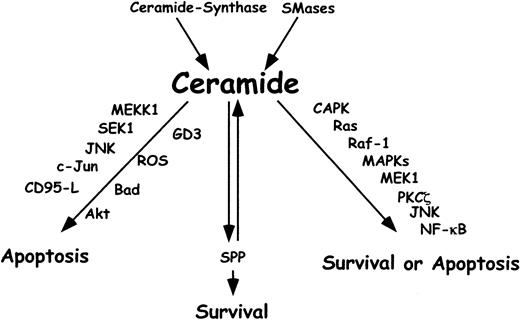 Fig. 6. Ceramide and cellular stress–induced apoptosis. / Ceramide is involved in cellular stress responses implicated in apoptosis, growth inhibition, and differentiation. The major source of ceramide is hydrolysis of sphingomyelin by SMases. De novo synthesis via ceramide synthase may also lead to the generation of ceramide. Ceramide acts as a catalyst for apoptosis through the consecutive activation of MEKK1, SEK1, JNK, c-Jun, and death-inducing ligands such as CD95-L. BAD, a proapoptotic Bcl-2 family member, is induced by a ceramide-mediated pathway involving CAPK, Ras, c-Raf-1, and MEK1. Other mediators of ceramide-induced apoptosis are ROS and the ganglioside GD3, which both affect mitochondria. Ceramide acts also upstream of the antiapoptotic kinase Akt, leading to a decrease in its activity. Activation of the stress response by ceramide leads to either survival or apoptosis. Members of this signaling cascade are CAPK, Ras, c-Raf-1, MEK1, PKC-ζ, JNK, and NF-κB. SPP results from the catabolic pathway for ceramide and acts as a second messenger in cellular proliferation and survival.