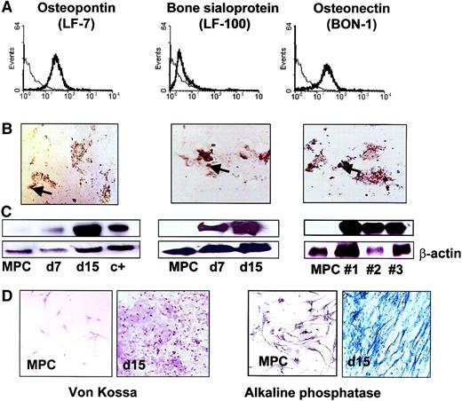 Fig. 5. Osteoblast differentiation from MPCs. / MPCs were cultured at 2 × 104/cm2 on FN in DMEM without serum, EGF, or PDGF-BB, but with β-glycerophosphate, 10−7 M dexamethasone, and 10 mM ascorbic acid. Differentiation to osteoblasts was shown by presence after 14 days of osteopontin, bone sialoprotein, and osteonectin by FACS (A; specific antibody, thick line; control IgG, thin line). This was confirmed by immunohistochemistry (B; enlargement = 10 ×; arrows indicate nuclei) and Western blot (C; clones nos. 1, 2, and 3; see also Figure 12; β-actin serves as loading control) on day 14. Positive control on Western blot (C+): HT85 cells were induced to differentiate to osteoblasts. Presence of CaPo4 crystals was shown by Von Kossa staining, and presence of osteoblast differentiation was further confirmed by increased alkaline phosphatase staining (D; enlargement = 10 ×). A representative example of more than 5 experiments is shown.