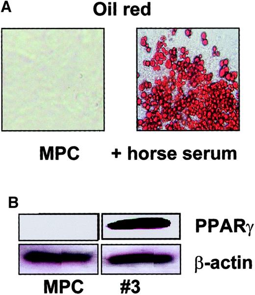 Fig. 7. Adipocyte differentiation from MPCs. / MPCs were cultured at 2 × 104/cm2 in expansion medium without FCS, EGF, and PDGF-BB, but with 10% horse serum. Adipocyte differentiation was shown by oil-red staining (A; enlargement = 20 ×) and presence of PPAR-γ (B, clone no. 3; see also Figure 12; β-actin serves as loading control) on day 14. A representative example of more than 5 experiments is shown.