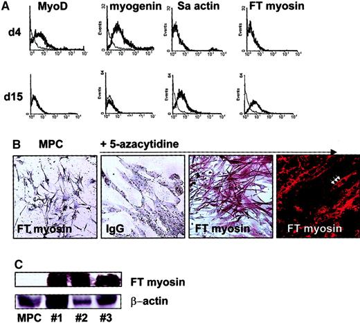 Fig. 9. Myoblast differentiation from MPCs. / MPCs plated at 2 × 104/cm2 were treated with 3 μM 5-azacytidine in MPC expansion medium with 10 ng/mL EGF and 10 ng/mL PDGF-BB for 24 hours and maintained in the same expansion medium with 2% FCS, 10 ng/mL EGF, and 10 ng/mL PDGF-BB, but without 5-azacytidine for up to 15 days. After 5 and 14 days, cultures were analyzed by FACS for MYO-D, myogenin, fast-twitch myosin, and sarcomeric actin (A; specific antibody, thick line; control IgG, thin line) and on day 15 by immunohistochemistry and immunofluorescence for fast-twitch myosin (B, MPCs stained with anti–fast-twitch myosin antibody; 5-azacytidine–induced cells stained with control IgG, with anti–fast-twitch myosin antibody; arrow indicates multinucleated cell; 10 × and 40 × enlargement). Presence of fast-twitch myosin was confirmed by Western blot (C, clones nos. 1, 2, and 3; see also Figure12; β-actin serves as loading control). A representative example of more than 5 experiments is shown.