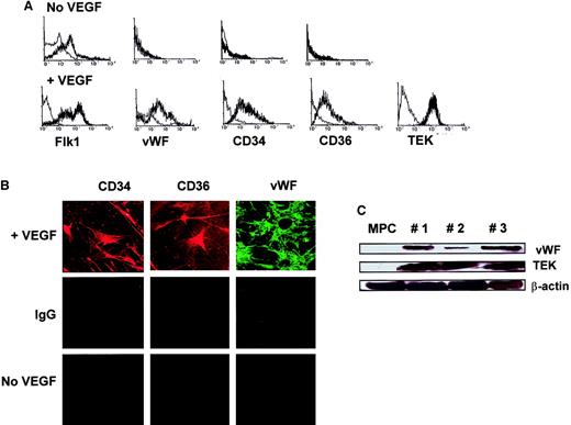 Fig. 10. Endothelial differentiation from MPCs. / MPCs plated at 2 × 104/cm2 were cultured in MPC expansion medium without FCS, EGF, or PDGF, but with 20 ng/mL VEGF-B for 14 days. Differentiation to endothelial cells was evaluated by FACS for KDR, vWF, CD34, CD36, and Tek (A; specific antibody, thick line; control IgG, thin line) and immunofluorescence microscopy for CD34, CD36, and vWF (B). Shown are VEGF-induced cells stained with specific antibodies (upper row) and control IgG (middle row) as well as undifferentiated MPCs stained with specific antibodies (bottom row) (enlargement = 40 ×). Results were confirmed by Western blot for Tek and vWF (C; clones nos. 1, 2, and 3; see also Figure 12; β-actin serves as loading control). A representative example of more than 10 experiments is shown.