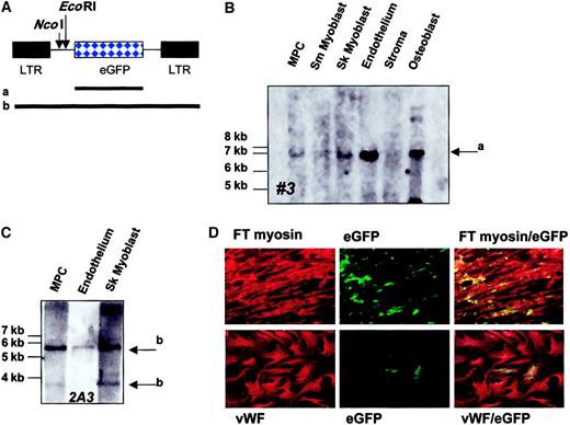 Fig. 12. Single-cell origin of muscle and endothelial differentiated progeny. / MPCs obtained after 20 cell doublings were transduced with MFG-eGFP. (A) MFG-eGFP retroviral vector. Shown are EcoRI andNcoI digestion sites. Also shown are probes that span the eGFP gene only (a) or the complete retroviral vector (b). (B) FACS-selected eGFP+ MPCs were cultured at 10 cells per well until approximately 4 × 107 cells was obtained. Then, 5 × 106 MPCs were frozen, and groups of 5 × 106 MPCs each were induced to differentiate to osteoblasts, chondrocytes, adipocytes, stroma, skeletal muscle, and endothelium. Western blot analysis for the different lineages is shown for 3 individual clones in Figures 6, 7, 9, 10, and 11. DNA was extracted from 5 × 106 undifferentiated MPCs and 0.5 to 2 × 106 cells from osteoblast, chondrocyte, adipocyte, stroma, skeletal muscle, and endothelium differentiation cultures. Following digestion overnight with EcoRI, fragments were separated by gel electrophoresis, blotted to (+) nylon, and probed with a biotin-labeled eGFP-cDNA probe (a). Detection was by ECL. A single retroviral insert was detected in clone no. 3 (arrow), which was also present in cells recovered from osteoblast, chondrocyte, adipocyte, skeletal muscle, and endothelium differentiation cultures (representative of 3 clones). (C-D) Cultures were established in 96-well plates with 95 untransduced MPCs and 5 MFG-eGFP–transduced MPCs. Cultures were expanded to 2 × 107 cells; 5 × 106 MPCs were frozen; and groups of 5 × 106 MPCs were each induced to differentiate to skeletal muscle and endothelium. DNA was extracted from 5 × 106 undifferentiated MPCs and from 0.5 and 1 × 106 cells from myoblast and endothelium differentiation cultures. Following digestion overnight withNcoI, fragments were separated by gel electrophoresis, blotted to (+) nylon, and probed with a biotin-labeled MFG-eGFP-cDNA probe (b). Detection was by ECL. A single retroviral insert was detected (clone 2A3; 2 arrows indicate both retroviral fragments), which was also present in cells recovered from the myoblast and endothelium differentiation cultures (C). A fraction of the cells were fixed and stained with antibodies against fast-twitch myosin and vWF and examined by confocal microscopy for costaining of these markers with eGFP (D). A representative example of 2 clones is shown.