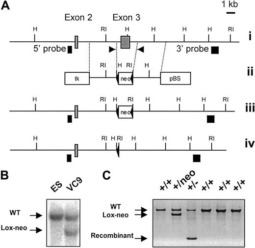 Fig. 1. Generation and identification of CCR9-deficient mice. / (A) Partial restriction map of the wild-type CCR9 gene (i). ░, exons 2 and 3. The restriction sites are RI, EcoRI, and H,HindIII. Targeting vector used for the deletion of exon 3 (ii). Two diagnostic HindIII and EcoRI restriction sites were introduced at each end of the loxP-flanked neomycin resistance gene (neo). Open boxes correspond to the thymidine kinase expression cassette (tk), to the loxP-flanked neomycin gene, and to the pBluescript IIKS+ vector (pBS). Structure of the targeted allele following homologous recombination (iii). Final structure of the targeted allele after removal of the neomycin resistance gene via cre-mediated recombination (iv). The 5′ and 3′ single-copy probes used to verify the targeting events are indicated as ▪, and the position of the primers used to monitor the germline transmission of the intented mutation is indicated by arrows. (B) Southern blot analysis of the recombinant ES cell clone VC9 that gave germline transmission prior to deletion of the neomycin resistance gene. DNA was digested withEcoRI and hybridized with the 3′ single-copy probe. (C) DNA-PCR analysis of wild-type (+/+), neomycin-deleted heterozygous (+/−), and neomycin-nondeleted heterozygous (+/neo) littermates using the pair of primers shown in (A). After deletion of the neomycin resistance gene, the targeted CCR9 allele gave an amplified PCR product of 330 bp. Amplified products were run on an agarose gel and stained with ethidium bromide.