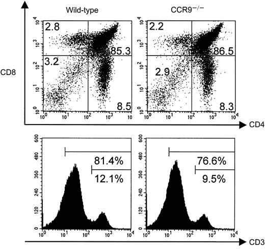 Fig. 3. T-cell development in CCR9-deficient mice. / Thymocytes from wild-type and CCR9-deficient (CCR9−/−) mice were analyzed by 3-color flow cytometry for the expression of CD4, CD8, and CD3. The percentage of cells found in each quadrant is indicated, and the percentage of CD3high, and of CD3high plus CD3intermediate thymocytes indicated for the single-color histograms is shown in the lower panel.