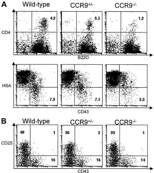 Fig. 7. B-cell development in CCR9-deficient mice. / (A) Two-color plots show the CD4/B220 and HSA/CD43 profiles found on B220-enriched bone marrow B cells from CCR9-deficient, CCR9-heterozygous, and wild-type mice. Also shown is the percentage of CD4+B220+ and CD43+HAS− B cells. (B) Two-color plots show the CD43/CD25 profile of B220-enriched bone marrow B cells from CCR9-deficient, CCR9-heterozygous, and wild-type mice. Numbers indicate the percentage of cells within this quadrant.