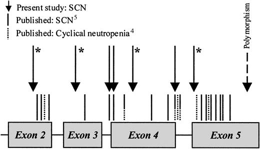 Fig. 3. Schematic diagram showing the location of mutations in the. / ELA2 gene in severe congenital and cyclical neutropenia. An asterisk denotes a novel mutation.