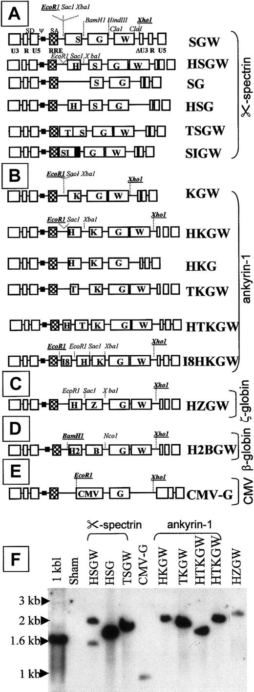 Fig. 1. SIN-lentiviral constructs. / Vector series driven by the α-spectrin promoter, S (A), the ankyrin-1 promoter, K (B), the ζ-globin promoter Z (C), the β-globin promoter, B (D), and the CMV promoter/enhancer (CMV) (E). RRE designates Rev-responsive element; SD, splice donor; SA, splice acceptor; and H, T, I8 represent the HS-40, GATA-1 ARE, and intron 8 enhancer from eALAS gene, respectively. W represents WPRE and G represents GFP. (F) Southern blot analysis of transduced 293A cell pools (restricted with EcoRI and XhoI, enzymes that flank the transcriptional unit and probed with GFP) shows appropriate single proviral bands in all (including H2BGW, not shown) except for HSGW that shows an additional smaller rearranged band of 1.5 kb. The expected size of the proviral bands ranged between 1.8 and 2.5 kb for all other erythroid vectors and 1.1 kb for the CMV-G vector.
