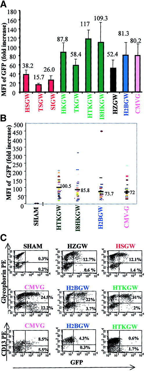 Fig. 3. Expression of vectors in primary human cells. / The ratio between MFI of transduced and nontransduced cells was used to determine the fold-increase in MFI (y-axes). Fold increase in MFI of GFP in the progeny of primary human CD34+ cells (mean ± SD; n = 4) in (A) pooled transduced BFU-Es and (B) MFI from individual BFU-Es (40 BFU-E/vector). (C) FACS analyses of GFP expression (shown on the x-axes) in erythroid (GlyA+) and myeloid (CD13+) liquid culture differentiation (as described in “Materials and methods”) transduced with the key vectors. Myeloid and erythroid lineage staining is shown on the y-axes and the proportion of GFP+ cells annotated in the respective quadrants.