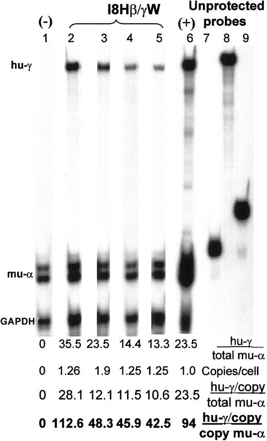 Fig. 5. Expression of human γ-globin in MEL cells. / RNAse protection assay showing murine α-globin (mu-α), human γ-globin (mu-γ), and GAPDH transcripts in MEL cells transduced with the I8Hβ/γW vector (containing the I8 and HS-40 enhancer elements and a β/γ hybrid gene) in lanes 2 to 5. Lanes 4 and 5 represent duplicate samples. Lane 1 shows sham-transduced MEL cells as a negative control for human γ-globin. Lane 6 represents the positive control derived from fetal liver RNA from a mouse transgenic for the β/γ hybrid gene. The transgenic founder of this mouse has been shown to express 20% human γ/total murine β-globin.29Lanes 7 to 9 represent in vitro transcribed unprotected probes (1/100 the amount used for protecting cellular RNA) concurrently loaded on the gel to show that the probe was in excess of the protected cellular RNA. The ratio of human γ-globin expression to murine α-globin (%), vector copy numbers, and expression normalized for copy number (expressed as hu-γ/total mu-α and hu-γ/copy of mu-α globin) are listed below each lane as a percentage.