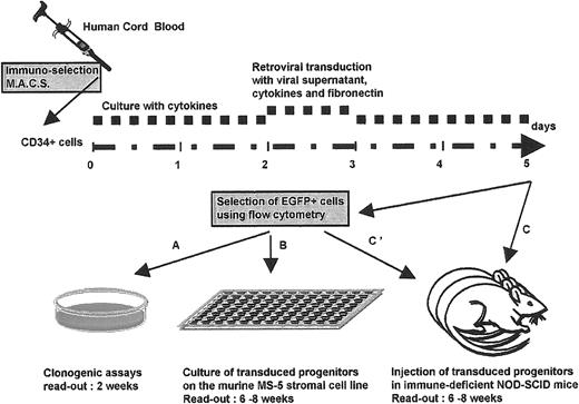 Fig. 1. Experimental design. / Experimental design to assess the biological consequences of transducing human placental blood CD34+ cells, either with a test retroviral vector that encodes the Ik6 isoform, along with the EGFP marker gene, or with a control vector that encodes EGFP only.