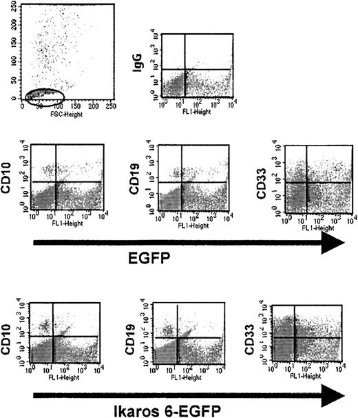 Fig. 4. Flow cytometry analyses of human transduced hematopoietic cells after in vitro culture. / After 6 weeks, coculture with the MS-5 murine stromal cell line, initiated with sorted EGFP+ placental CD34+cells, transduced with LZRS-EGFP (top) or LZRS-Ik6-EGFP (bottom), were stained with antihuman mAbs against CD10, CD19, and CD33 conjugated with PE. In test cultures initiated with sorted CD34+ cells transduced with the LZRS-Ik6-EGFP retroviral vector, a small percentage of cells expressing CD10 and CD19 can be identified; residual B cells in these cultures expressed low levels of EGFP.