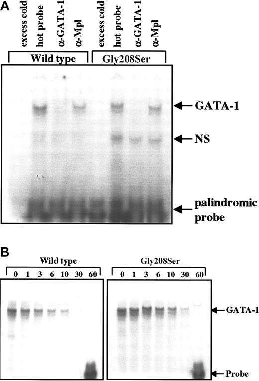 Fig. 6. Electrophoretic mobility shift assay. / (A) Total cell extracts were obtained from Ba/F3 cells engineered to express the wild-type or Gly208Ser mutant form of GATA-1. These lysates were then tested for the ability to bind a radiolabeled double-stranded DNA probe containing a palindromic GATA-1 binding site. The addition of 100-fold excess unlabeled probe 20 minutes before the radiolabeled probe was used to demonstrate specificity. GATA-1 specific antibody (N6) and nonspecific antibody (α-Mpl) were used to demonstrate supershift (in this case disruption) of the GATA-1 protein bound to labeled probe. These results are representative of 3 separate experiments. (B) Dissociation of radiolabeled probe from bound GATA-1 was studied by adding 12.5-fold excess unlabeled probe immediately after the initial sample (time = 0) was loaded onto the gel. The binding reaction was continued on ice (4°C) for 60 minutes, and equal amounts of the binding reaction were loaded onto the gel at the indicated times.