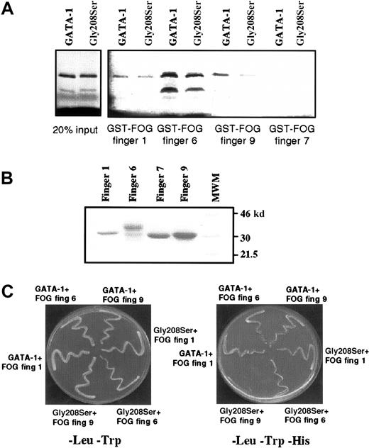 Fig. 8. Gly208Ser substitution affects GATA-1 interaction with finger 9 of FOG. / (A) GST pull-down assay showing retention of wild-type GATA-1 and the Gly208Ser mutant by different FOG fingers. On the left, 2 control lanes demonstrate that equal amounts of wild-type and Gly208Ser GATA-1 protein were used. Finger 7 has previously been shown not to bind GATA-1 and is included as a negative control. (B) Coomassie-stained gel indicating that approximately equal amounts of GST–FOG fusion proteins were used in the GST pull-down assay. (C) Yeast 2-hybrid experiment was used to study the interaction between wild-type or mutant GATA-1 and FOG fingers 1, 6, and 9. All yeast contain pGBKT7.GATA-1 bait vector and a pGAD10.FOG target vector as indicated. In the left panel, yeast are spread onto -Leu,-Trp media as a control for yeast growth. In the right panel, yeast are spread onto -Leu,-Trp,-His media. In this case growth depends on the physical interaction of the bait and target fusion proteins.