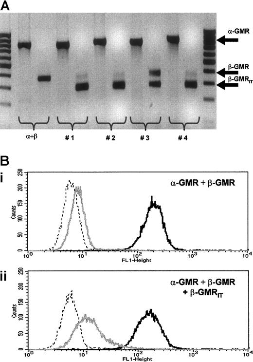 Fig. 1. mRNA and protein expression of GMR-constructs in transfected BaF-3 cells. / The mRNA expression of GMR-constructs in BaF-3/α-GMR plus β-GMR cells after cotransfection of β-GMRIT. Primer set A was used for amplification of α-GMR by conventional RT-PCR as described in “Materials and methods.” The β-GMR and β-GMRITwere detected with primer set C, resulting in amplicons of 386 bp and 282 bp, respectively. The α plus β indicates BaF-3/α-GMR plus β-GMR cells, and Nos. 1 through 4 indicate independent BaF-3/α-GMR plus β-GMR plus β-GMRIT clones. (B) Surface expression of GMR-constructs in transfected BaF-3 cells. BaF-3/α-GMR plus β-GMR (panel Bi) and BaF-3/α-GMR plus β-GMR plus β-GMRIT cells (panel Bii) were stained with an anti–α-GMR (black) and an anti–β-GMR antibody recognizing both isoforms of β-GMR (gray) followed by FACS analysis. The interrupted line represents controls stained with the secondary antibody only.