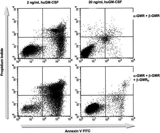 Fig. 3. The β-GMRIT inhibits cell survival mediated by α-GMR plus β-GMR. / BaF-3/α-GMR plus β-GMR (upper panels) and BaF-3/α-GMR plus β-GMR plus β-GMRIT cells (no. 1, lower panels) were grown in either low (2 ng/mL, left) or high (20 ng/mL, right) concentrations of huGM-CSF. Cells were incubated with PI and annexin V after 48 hours and analyzed by FACS. Annexin V–positive cells were considered apoptotic. When the cells were cultured in WEHI-CM, the rate of apoptosis was equal in all clones tested.